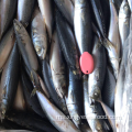 Froen Whole Round Mackerel 80-120